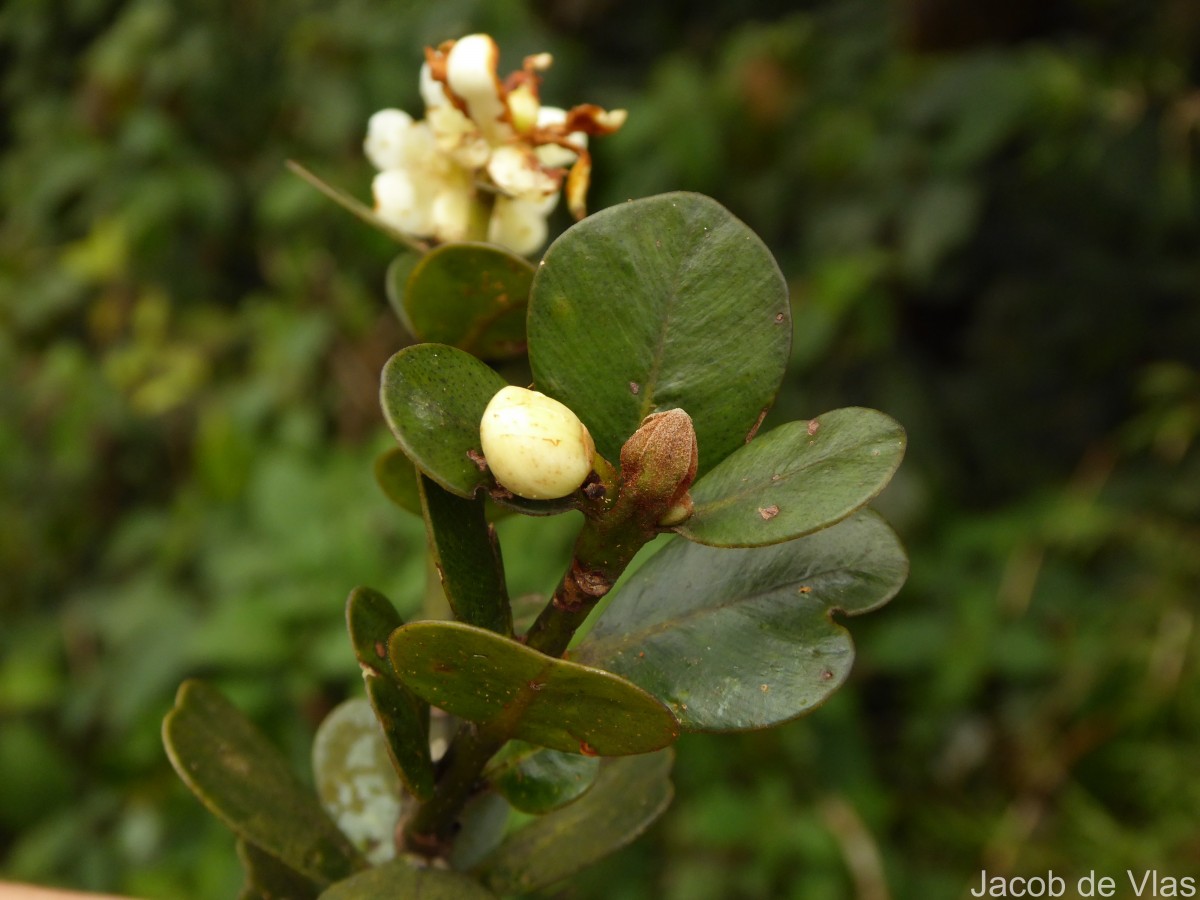 Calophyllum walkeri Wight